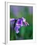 A Lady Bird on a Bluebell Plant-Frankie Angel-Framed Premium Photographic Print