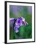 A Lady Bird on a Bluebell Plant-Frankie Angel-Framed Premium Photographic Print