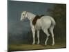 A Lady's Grey Hunter, C.1806-Jacques-Laurent Agasse-Mounted Premium Giclee Print