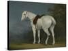 A Lady's Grey Hunter, C.1806-Jacques-Laurent Agasse-Stretched Canvas