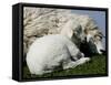 A Lamb Looks for Shelter Aside its Mother Sheep-null-Framed Stretched Canvas