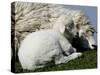 A Lamb Looks for Shelter Aside its Mother Sheep-null-Stretched Canvas