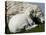 A Lamb Looks for Shelter Aside its Mother Sheep-null-Stretched Canvas