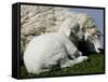 A Lamb Looks for Shelter Aside its Mother Sheep-null-Framed Stretched Canvas