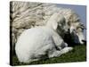 A Lamb Looks for Shelter Aside its Mother Sheep-null-Stretched Canvas