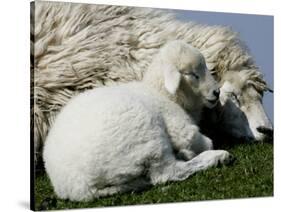 A Lamb Looks for Shelter Aside its Mother Sheep-null-Stretched Canvas