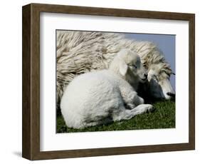 A Lamb Looks for Shelter Aside its Mother Sheep-null-Framed Photographic Print