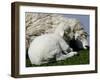 A Lamb Looks for Shelter Aside its Mother Sheep-null-Framed Photographic Print