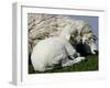 A Lamb Looks for Shelter Aside its Mother Sheep-null-Framed Photographic Print