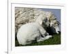 A Lamb Looks for Shelter Aside its Mother Sheep-null-Framed Photographic Print