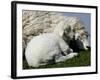 A Lamb Looks for Shelter Aside its Mother Sheep-null-Framed Photographic Print