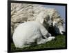 A Lamb Looks for Shelter Aside its Mother Sheep-null-Framed Photographic Print