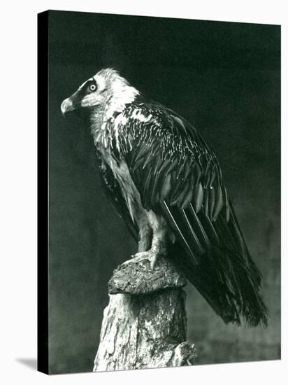 A Lammergier, or Bearded Vulture, at London Zoo June 1914-Frederick William Bond-Stretched Canvas