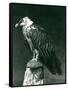 A Lammergier, or Bearded Vulture, at London Zoo June 1914-Frederick William Bond-Framed Stretched Canvas
