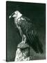 A Lammergier, or Bearded Vulture, at London Zoo June 1914-Frederick William Bond-Stretched Canvas
