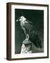 A Lammergier, or Bearded Vulture, at London Zoo June 1914-Frederick William Bond-Framed Photographic Print