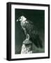 A Lammergier, or Bearded Vulture, at London Zoo June 1914-Frederick William Bond-Framed Photographic Print