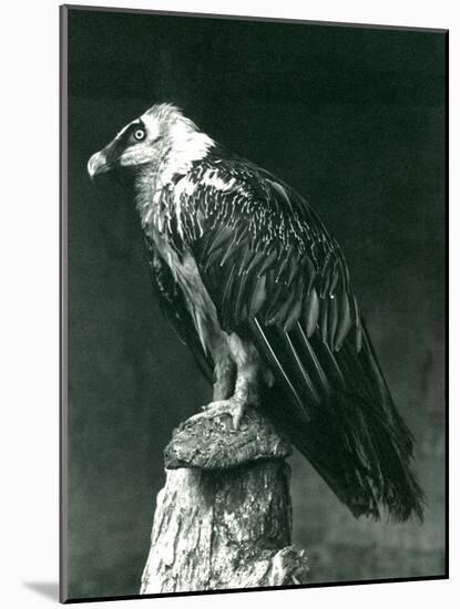 A Lammergier, or Bearded Vulture, at London Zoo June 1914-Frederick William Bond-Mounted Photographic Print