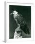 A Lammergier, or Bearded Vulture, at London Zoo June 1914-Frederick William Bond-Framed Photographic Print