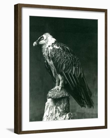 A Lammergier, or Bearded Vulture, at London Zoo June 1914-Frederick William Bond-Framed Photographic Print