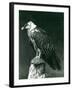 A Lammergier, or Bearded Vulture, at London Zoo June 1914-Frederick William Bond-Framed Photographic Print