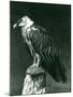 A Lammergier, or Bearded Vulture, at London Zoo June 1914-Frederick William Bond-Mounted Photographic Print