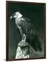A Lammergier, or Bearded Vulture, at London Zoo June 1914-Frederick William Bond-Framed Photographic Print