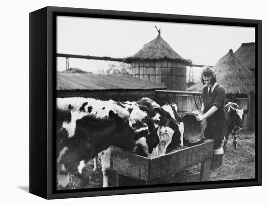 A Land Girl Working Feeding Cattle on a Farm During World War Ii-Robert Hunt-Framed Stretched Canvas