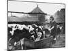 A Land Girl Working Feeding Cattle on a Farm During World War Ii-Robert Hunt-Mounted Photographic Print