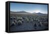 A Landscape in Sajama National Park at Sunset-Alex Saberi-Framed Stretched Canvas