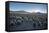 A Landscape in Sajama National Park at Sunset-Alex Saberi-Framed Stretched Canvas