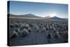 A Landscape in Sajama National Park at Sunset-Alex Saberi-Stretched Canvas