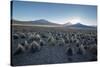 A Landscape in Sajama National Park at Sunset-Alex Saberi-Stretched Canvas