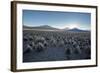 A Landscape in Sajama National Park at Sunset-Alex Saberi-Framed Photographic Print