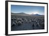 A Landscape in Sajama National Park at Sunset-Alex Saberi-Framed Photographic Print