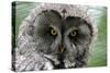 A Lapland-Great Gray Owl at the Zoo in Dortmunde-null-Stretched Canvas