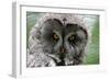 A Lapland-Great Gray Owl at the Zoo in Dortmunde-null-Framed Photo