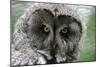 A Lapland-Great Gray Owl at the Zoo in Dortmunde-null-Mounted Photo