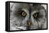 A Lapland-Great Gray Owl at the Zoo in Dortmunde-null-Framed Stretched Canvas