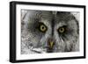 A Lapland-Great Gray Owl at the Zoo in Dortmunde-null-Framed Photo