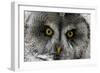 A Lapland-Great Gray Owl at the Zoo in Dortmunde-null-Framed Photo