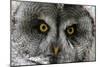 A Lapland-Great Gray Owl at the Zoo in Dortmunde-null-Mounted Photo