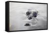 A Large American Crocodile Surfaces in a Lagoon-Stocktrek Images-Framed Stretched Canvas