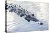 A Large American Crocodile Surfaces in a Lagoon-Stocktrek Images-Stretched Canvas