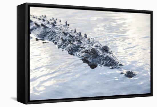 A Large American Crocodile Surfaces in a Lagoon-Stocktrek Images-Framed Stretched Canvas