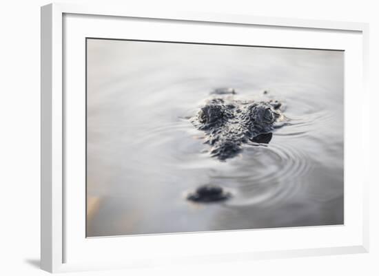 A Large American Crocodile Surfaces in a Lagoon-Stocktrek Images-Framed Photographic Print