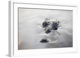 A Large American Crocodile Surfaces in a Lagoon-Stocktrek Images-Framed Photographic Print