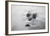 A Large American Crocodile Surfaces in a Lagoon-Stocktrek Images-Framed Photographic Print