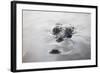 A Large American Crocodile Surfaces in a Lagoon-Stocktrek Images-Framed Photographic Print