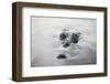 A Large American Crocodile Surfaces in a Lagoon-Stocktrek Images-Framed Photographic Print